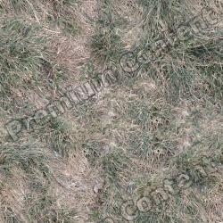 Seamless Grass 0001